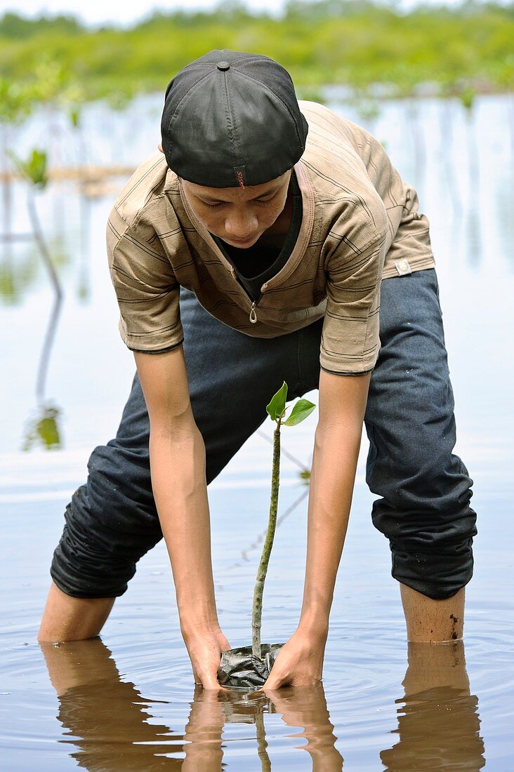 Mangrove rehabilitation,Indonesia