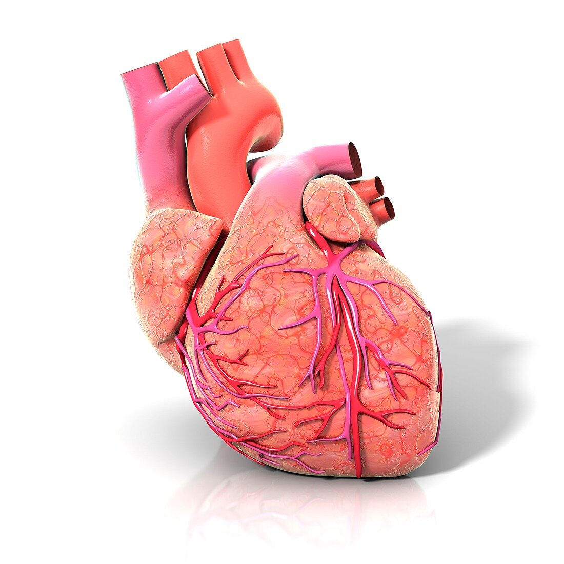 Heart and coronary arteries,artwork