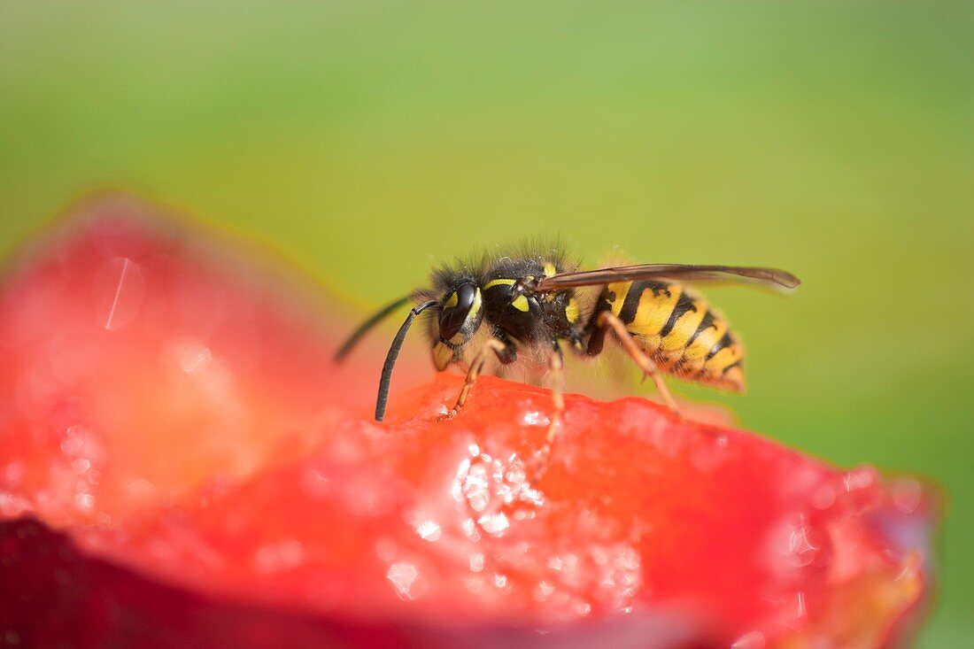 Wasp feeding on a plum