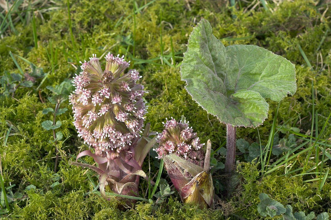 Butterbur flowers and leaf