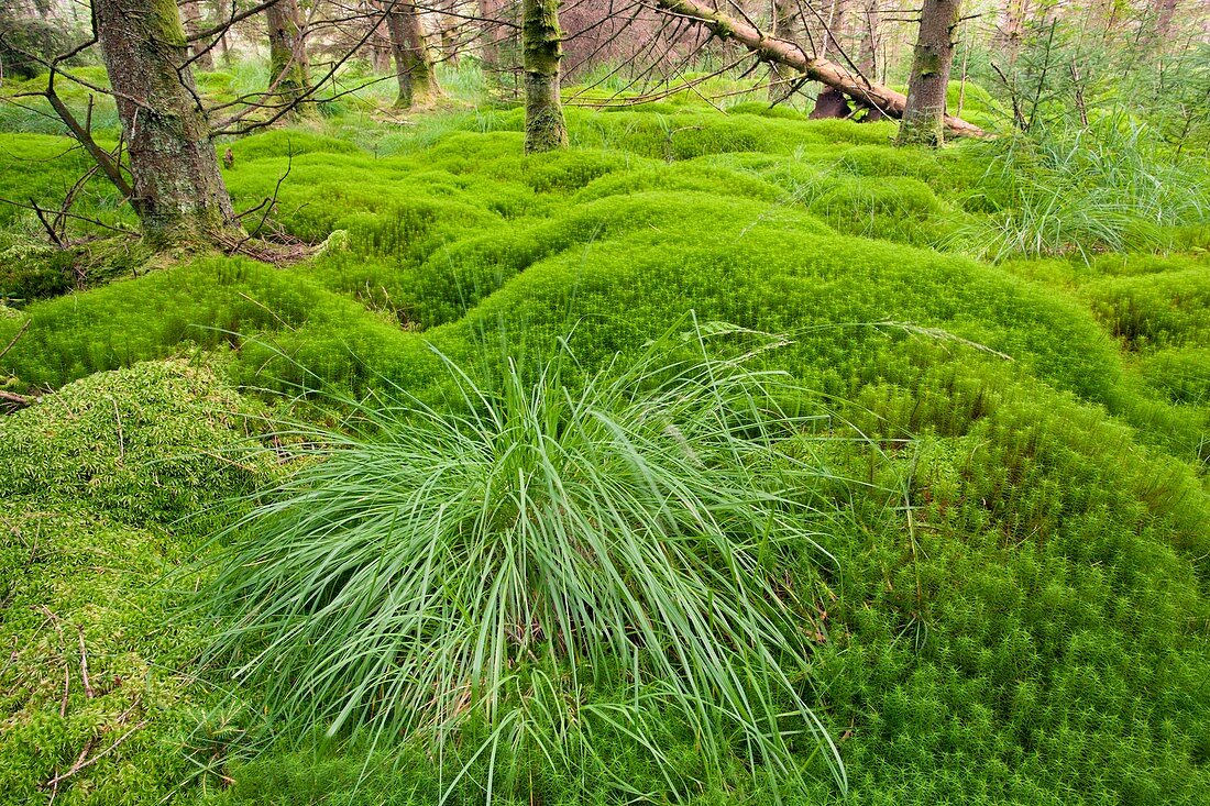Purple moor grass