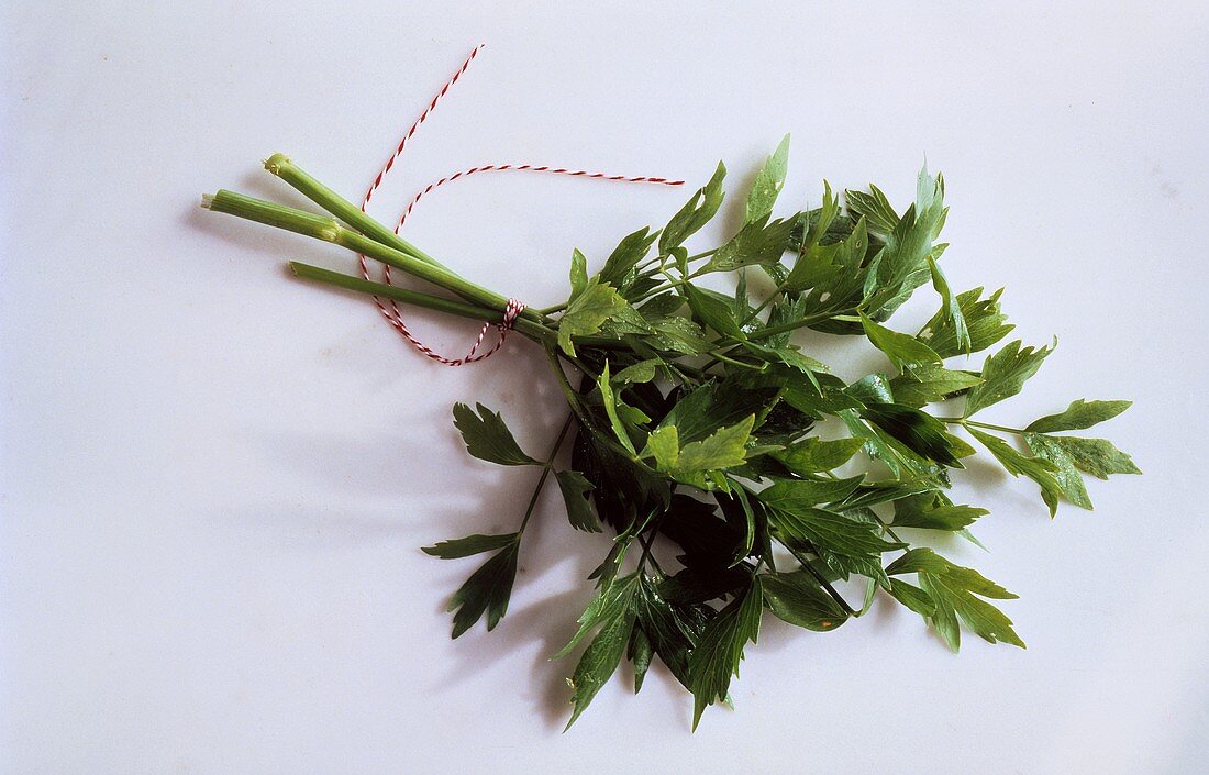 Bouquet of Lovage Tied with a String