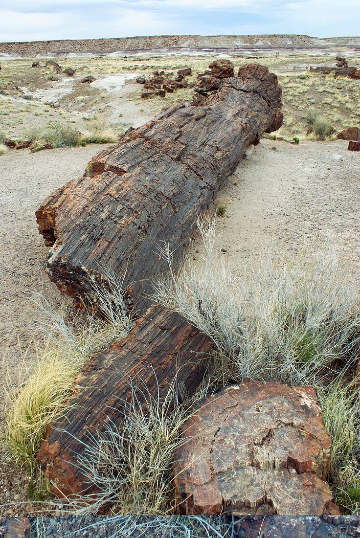 Petrified Forest National Park,Arizona