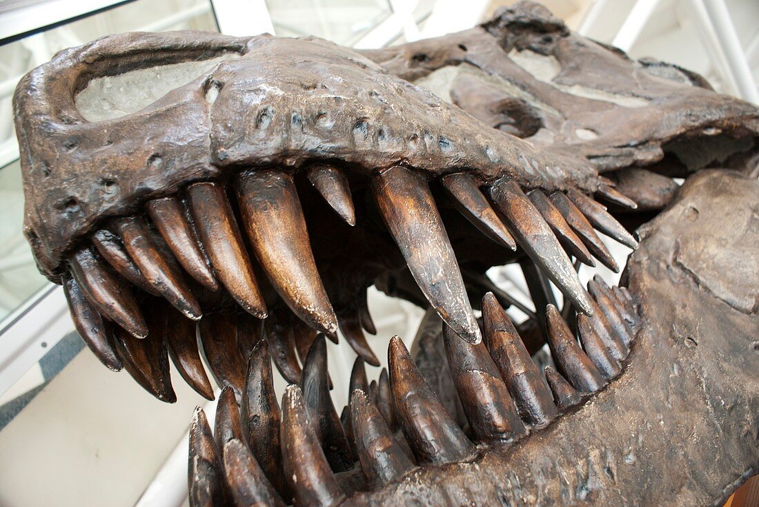 Tyrannosaurus Rex skull
