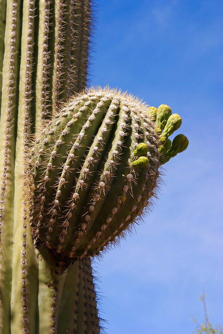 Saguaro cactus near Tucson,Arizona