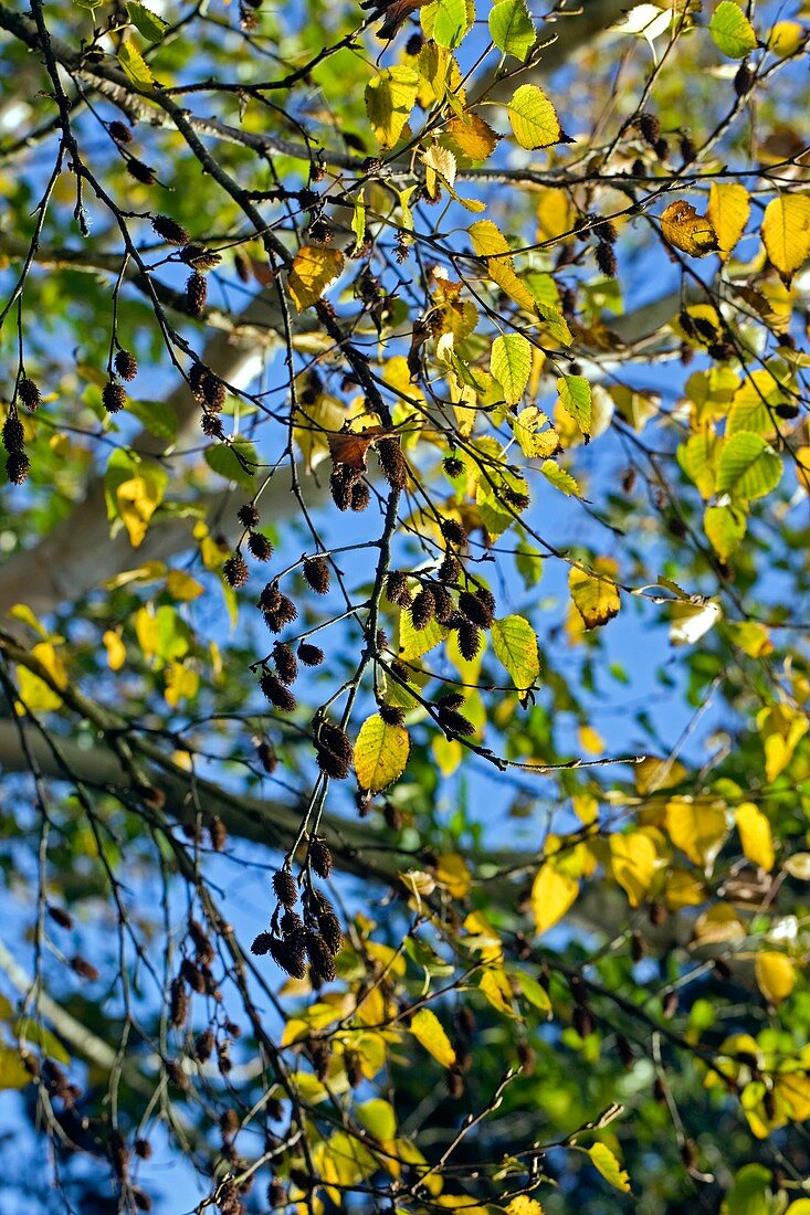 Birch (Betula costata)