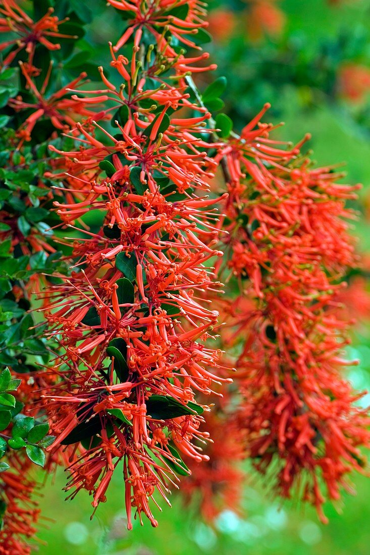Chilean fire bush (Embothrium coccineum)