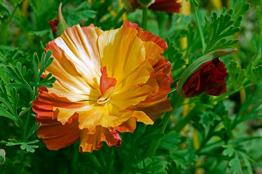 California Poppy (Eschscholzia sp.)