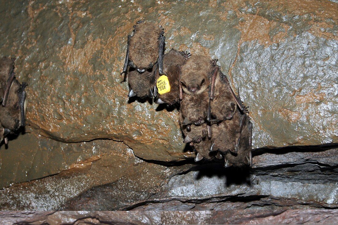 Tagged bat and white nose syndrome