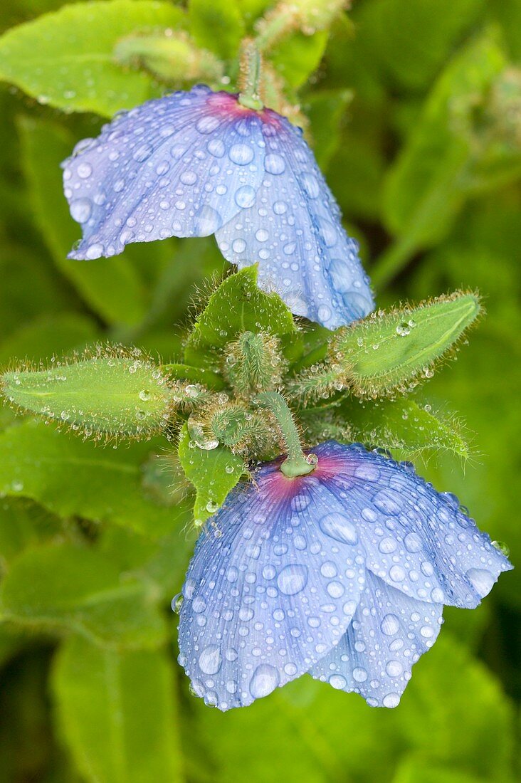 Flowers of blue Meconopsis poppy