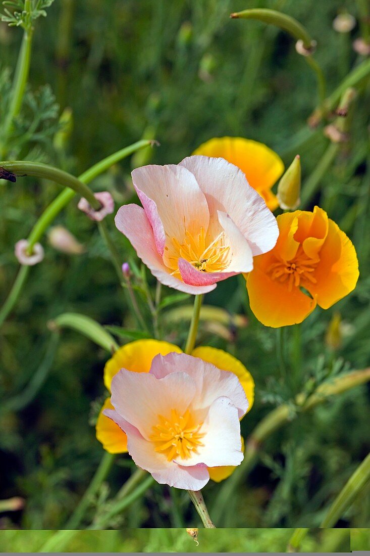 Poppy (Mecanopsis sp.)