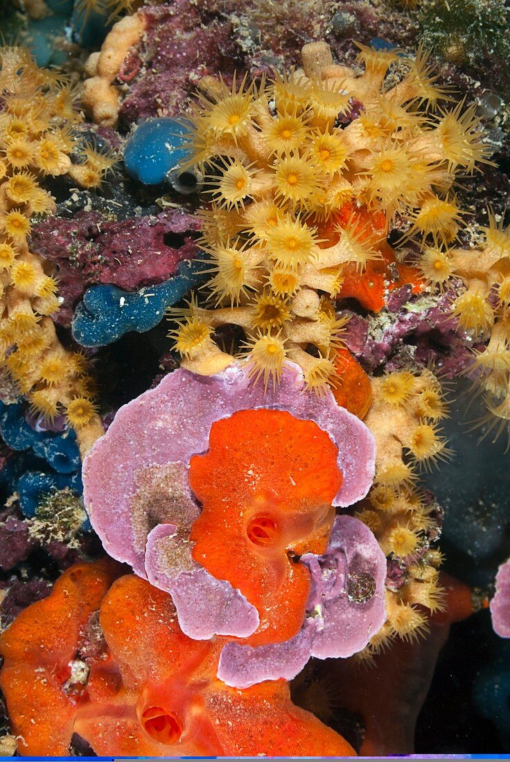 Coral reef,Mediterranean Sea