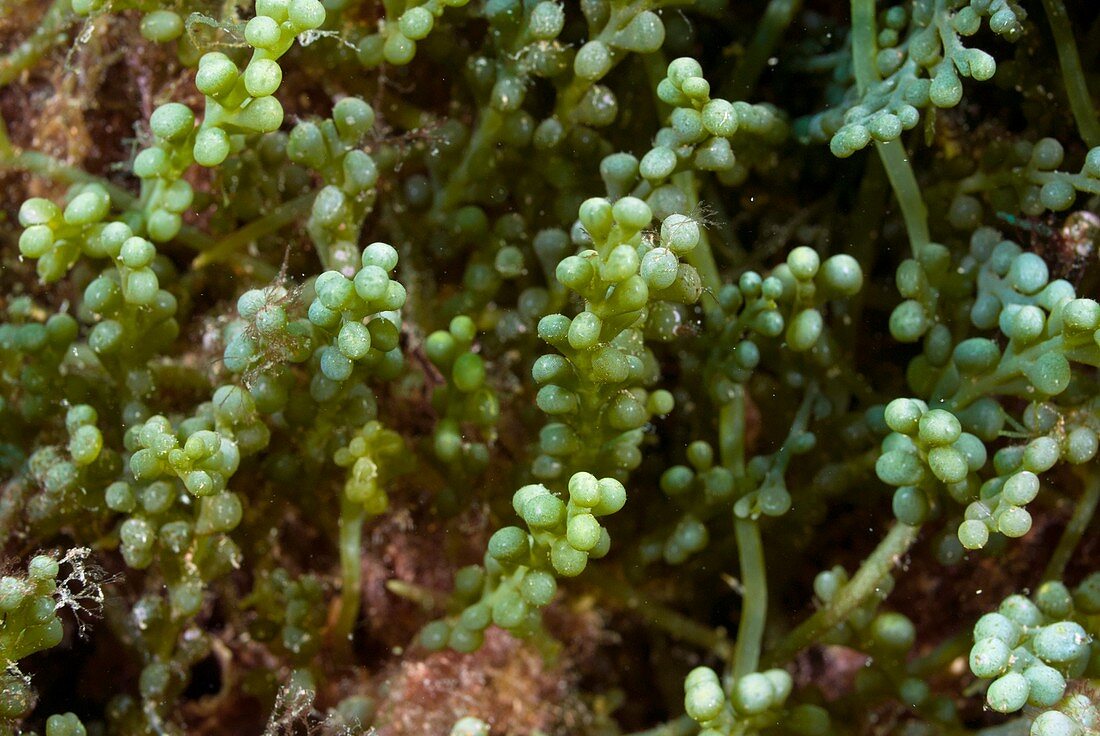 Invasive seaweed