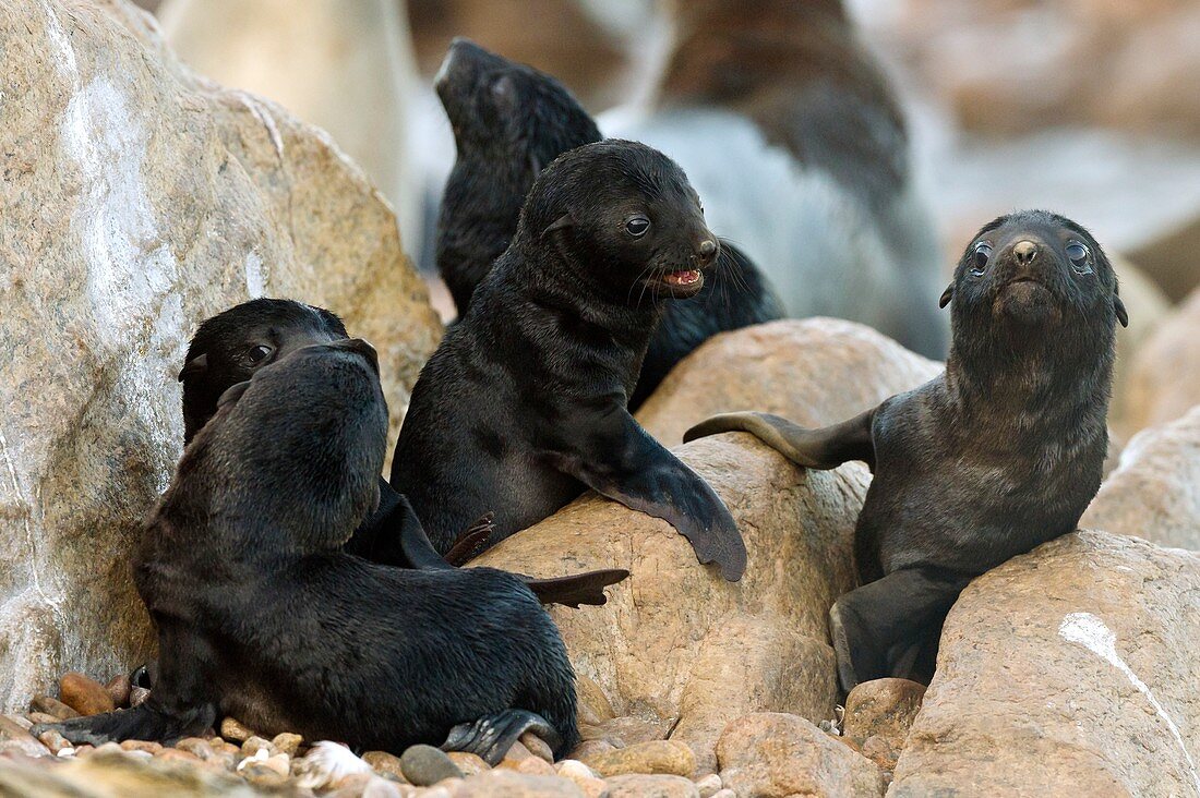Cape fur seal nursery
