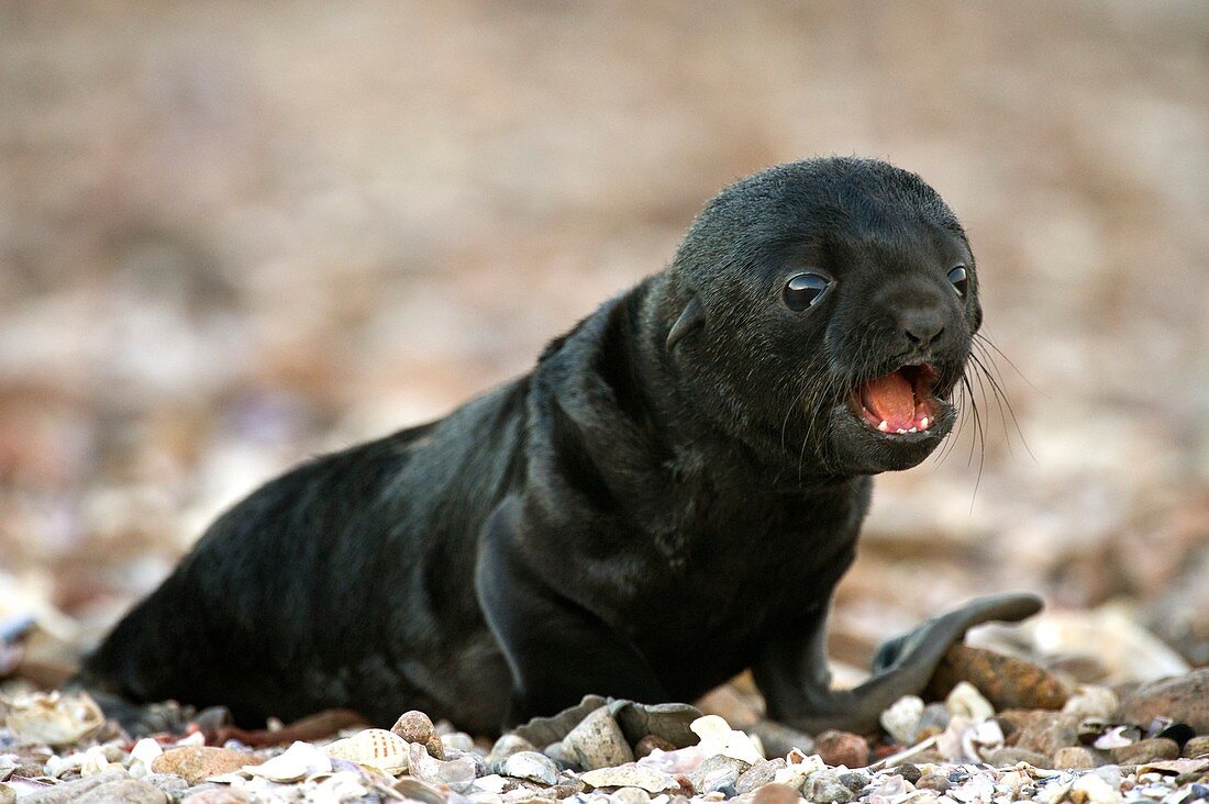 Cape fur seal pup