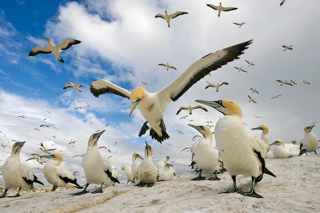 Cape gannet landing at colony