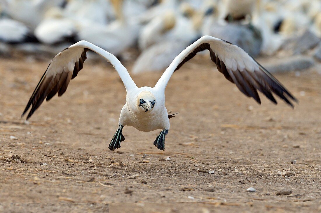 Cape gannet taking off