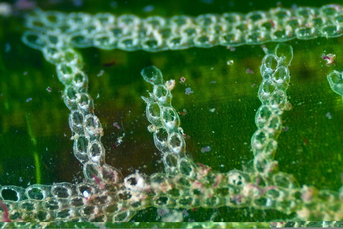 Bryozoa on Neptune grass