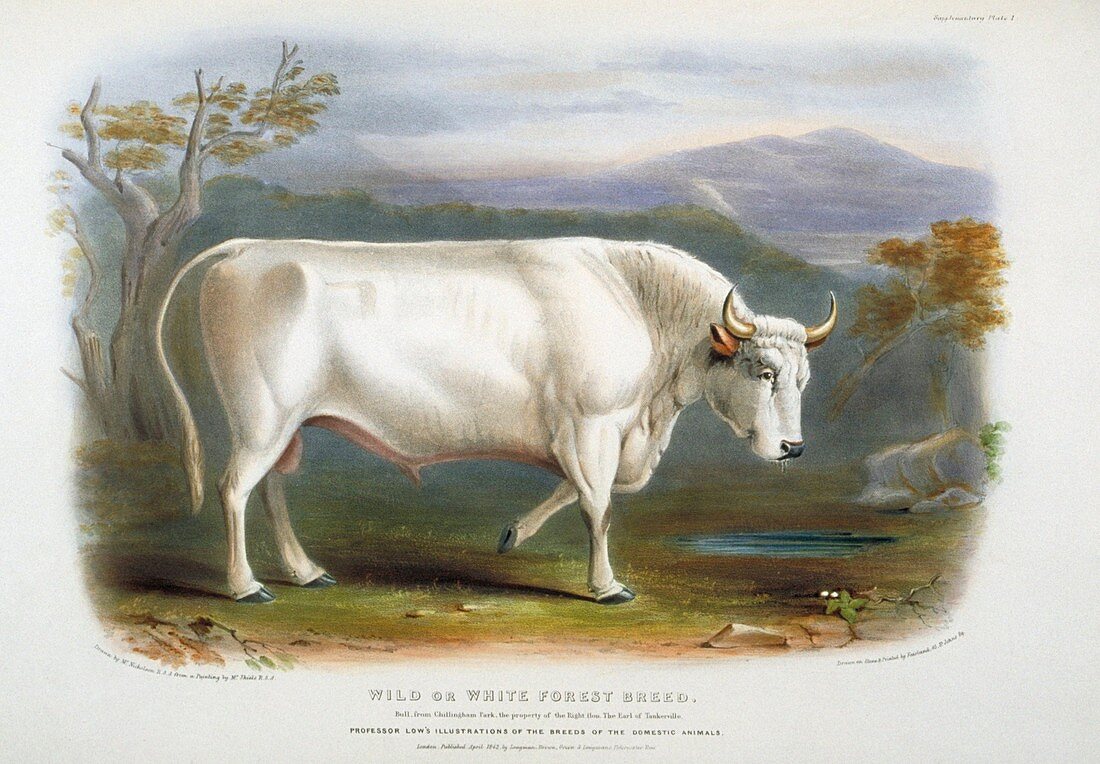 White Forest Cattle,19th century