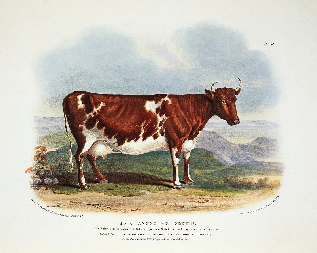 Ayrshire Cattle,19th century