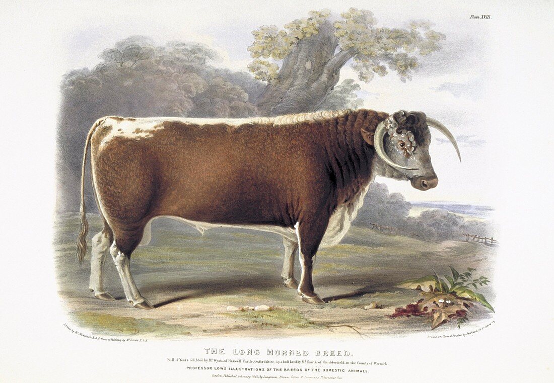Long-horned Cattle,19th century