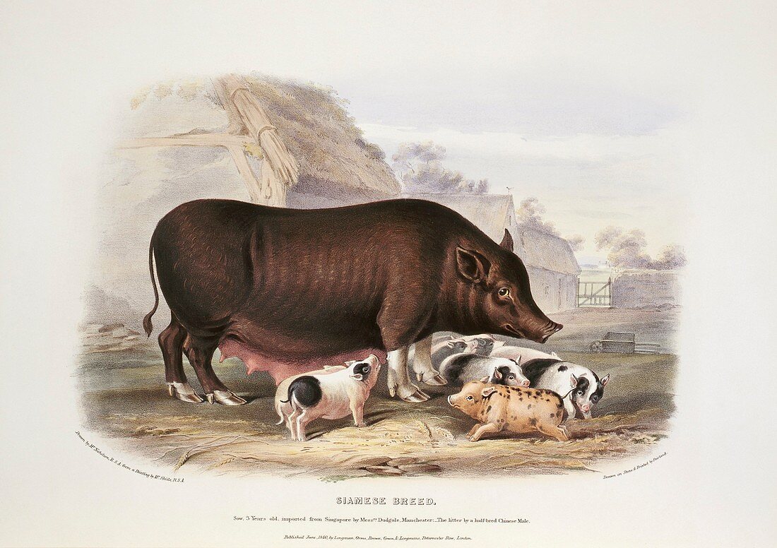 Siamese Pig,19th century