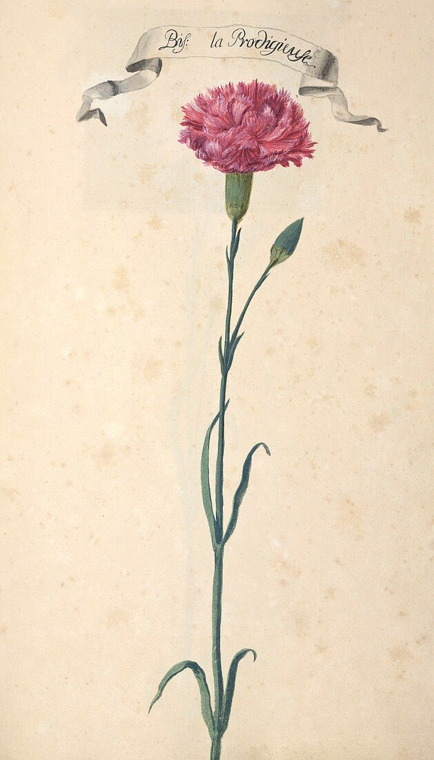 Carnation (Dianthus sp.),artwork