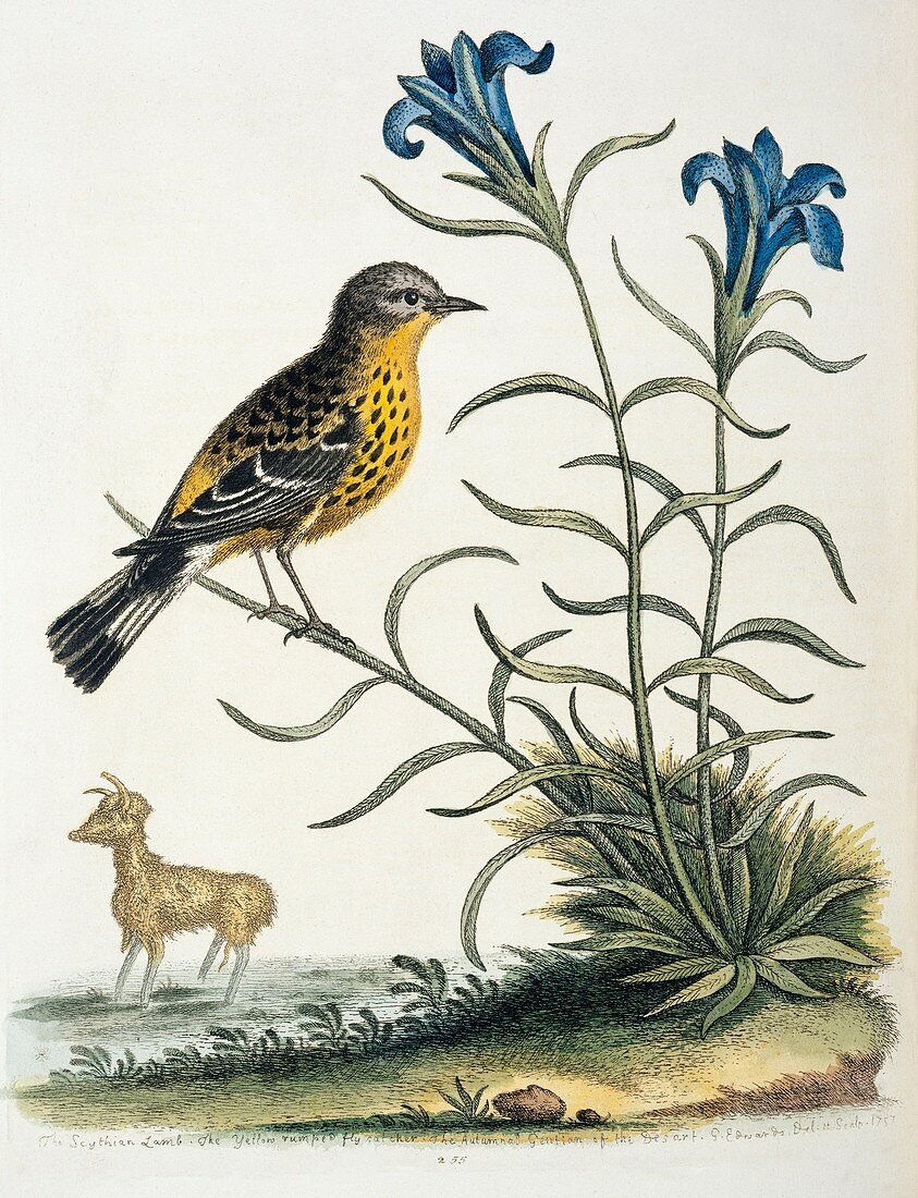 Magnolia warbler,18th century artwork