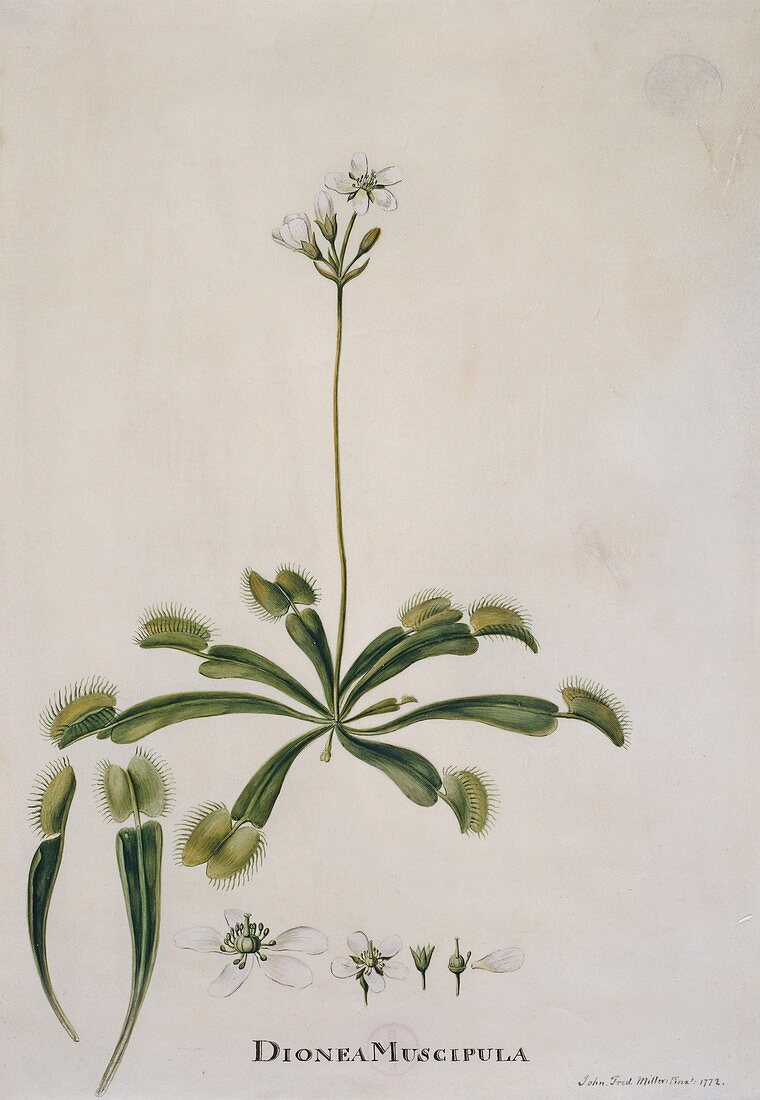 Venus flytrap,18th century