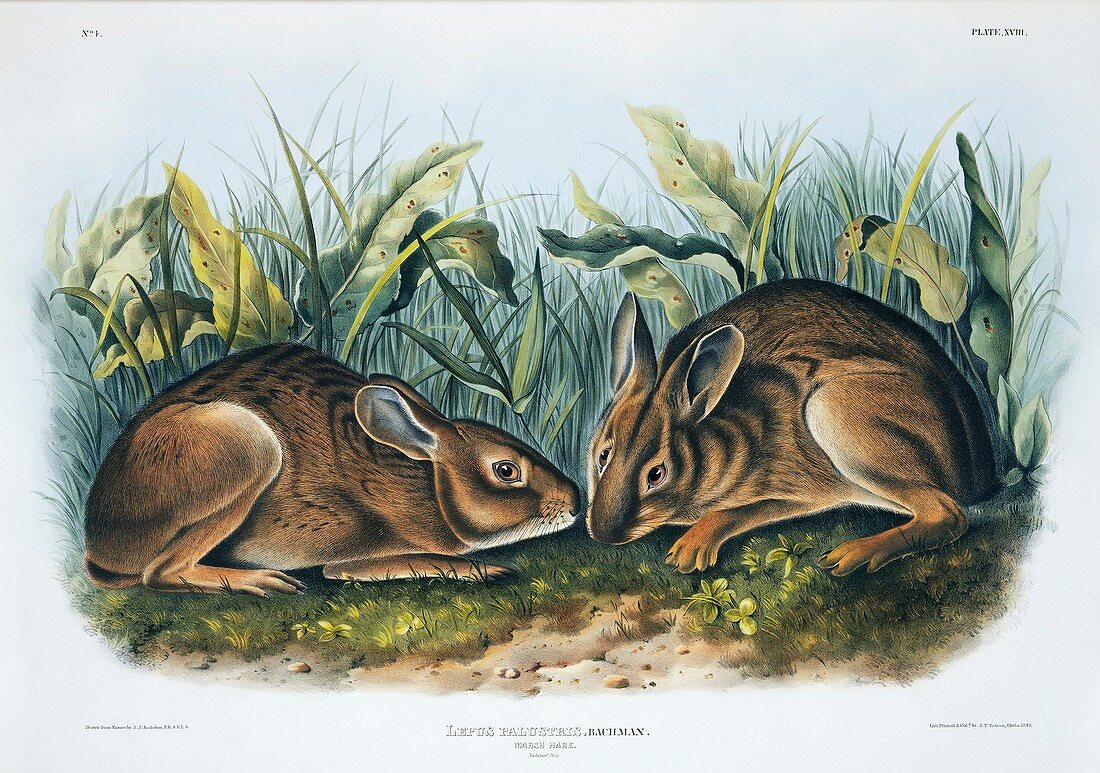 Marsh rabbits,19th century