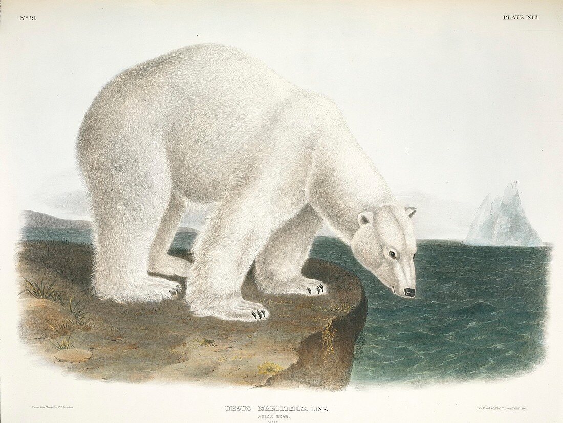 Male polar bear,19th centurt artwork
