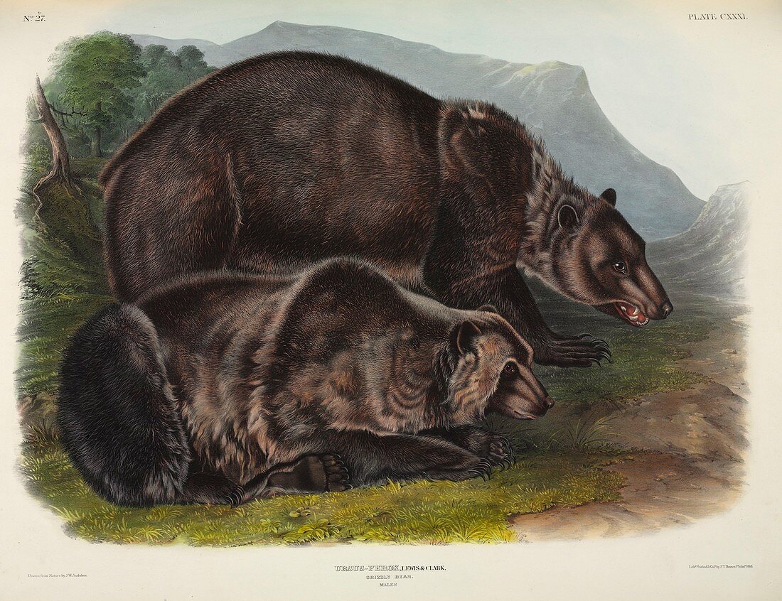 Male grizzly bears,19th century artwork