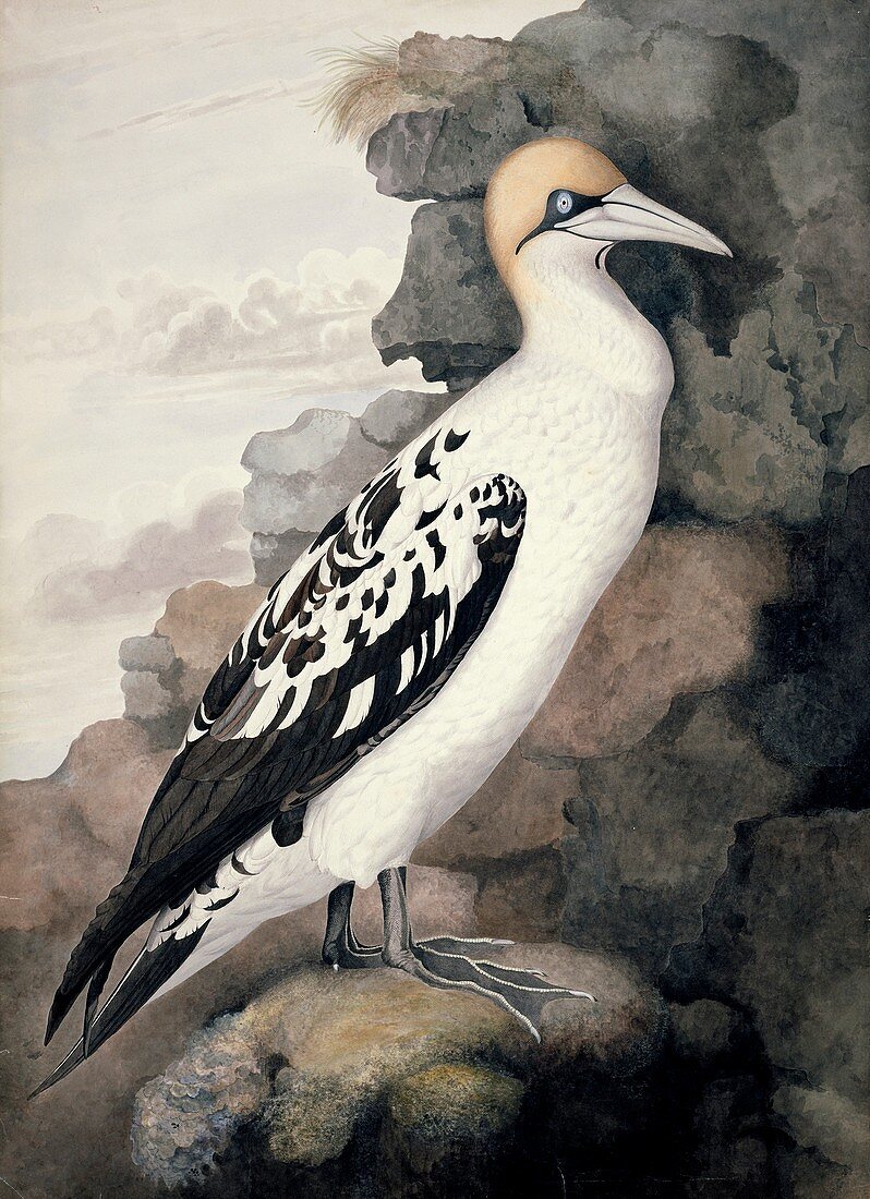 Northern gannet,19th century artwork