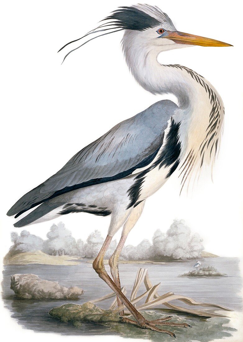 Grey heron,19th century
