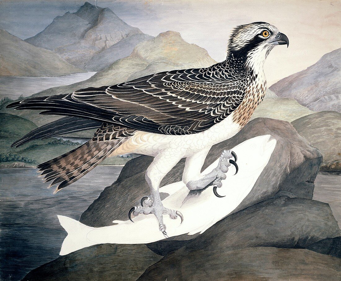 Osprey,19th century