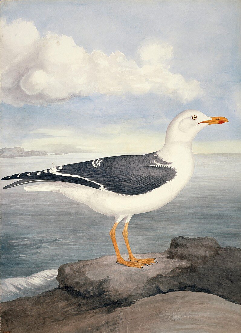 Lesser black-backed gull,19th century