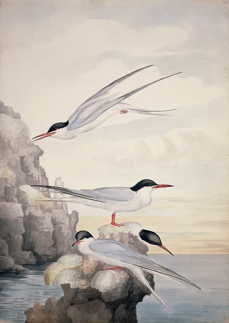 Common tern,19th century
