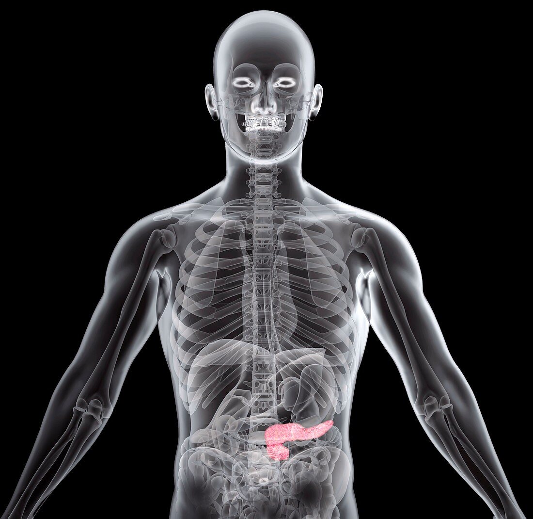 Human pancreas,X-ray artwork