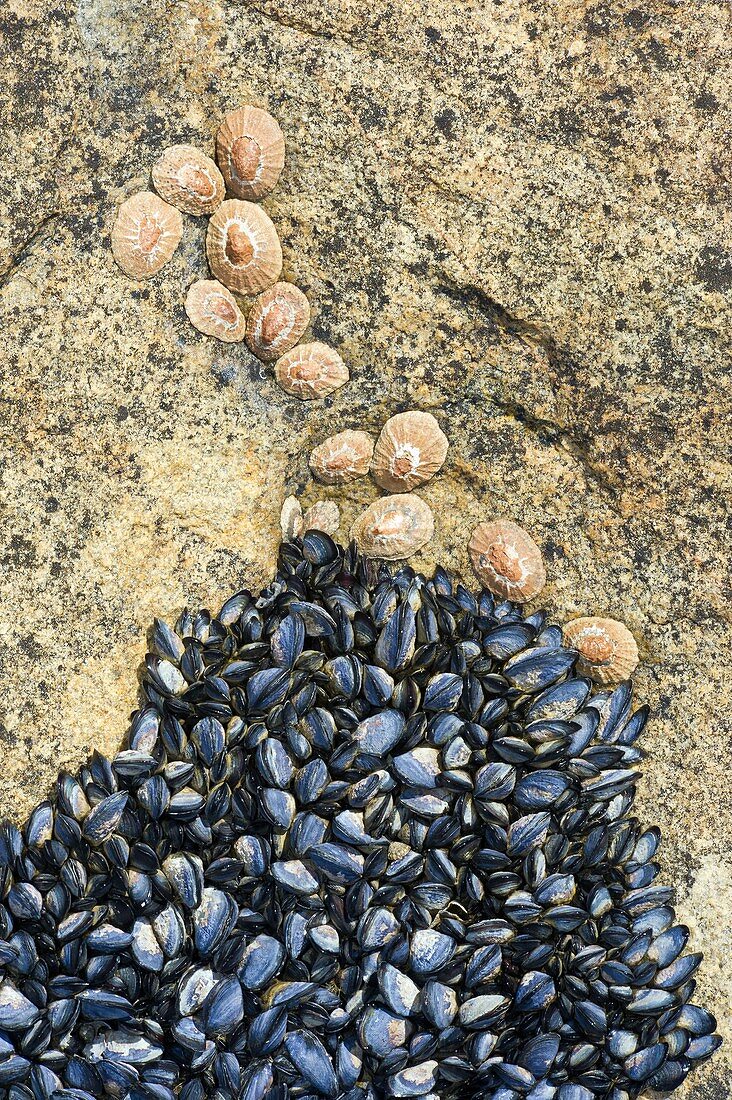 Invasive mussels and limpets