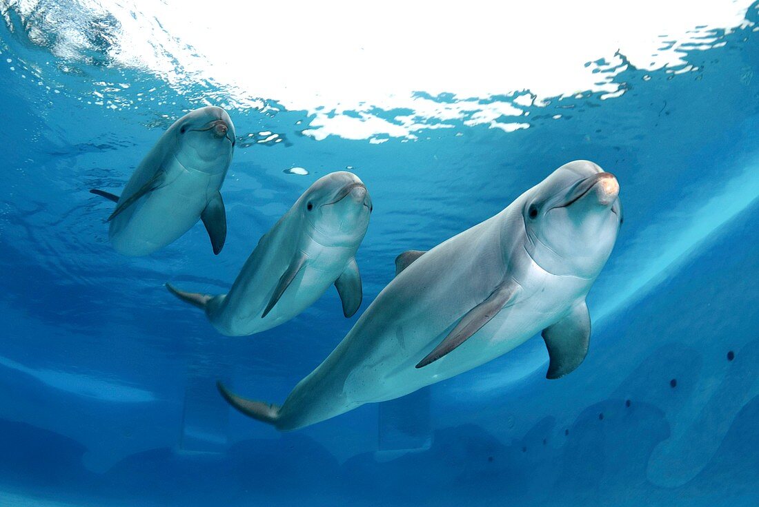 Bottlenose dolphins in an aquarium