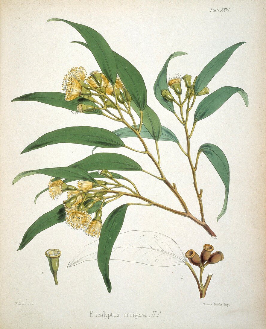 Eucalyptus plant,19th century