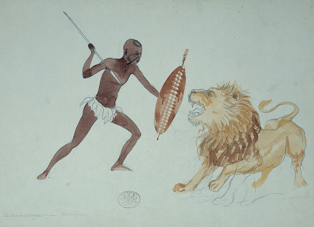 Lion hunting,artwork