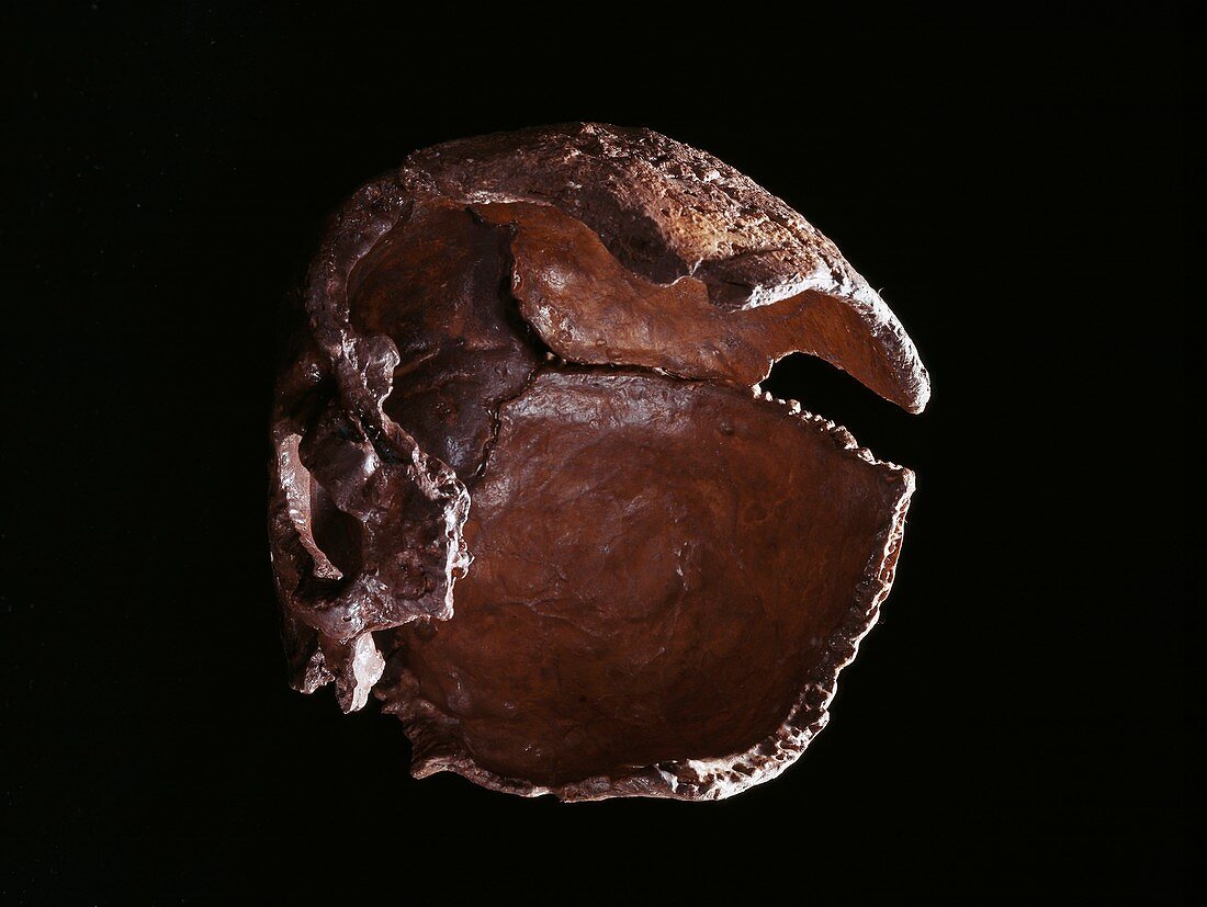 Homo neanderthalensis skull,model