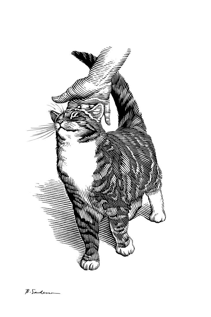 Stroking a cat's head,artwork