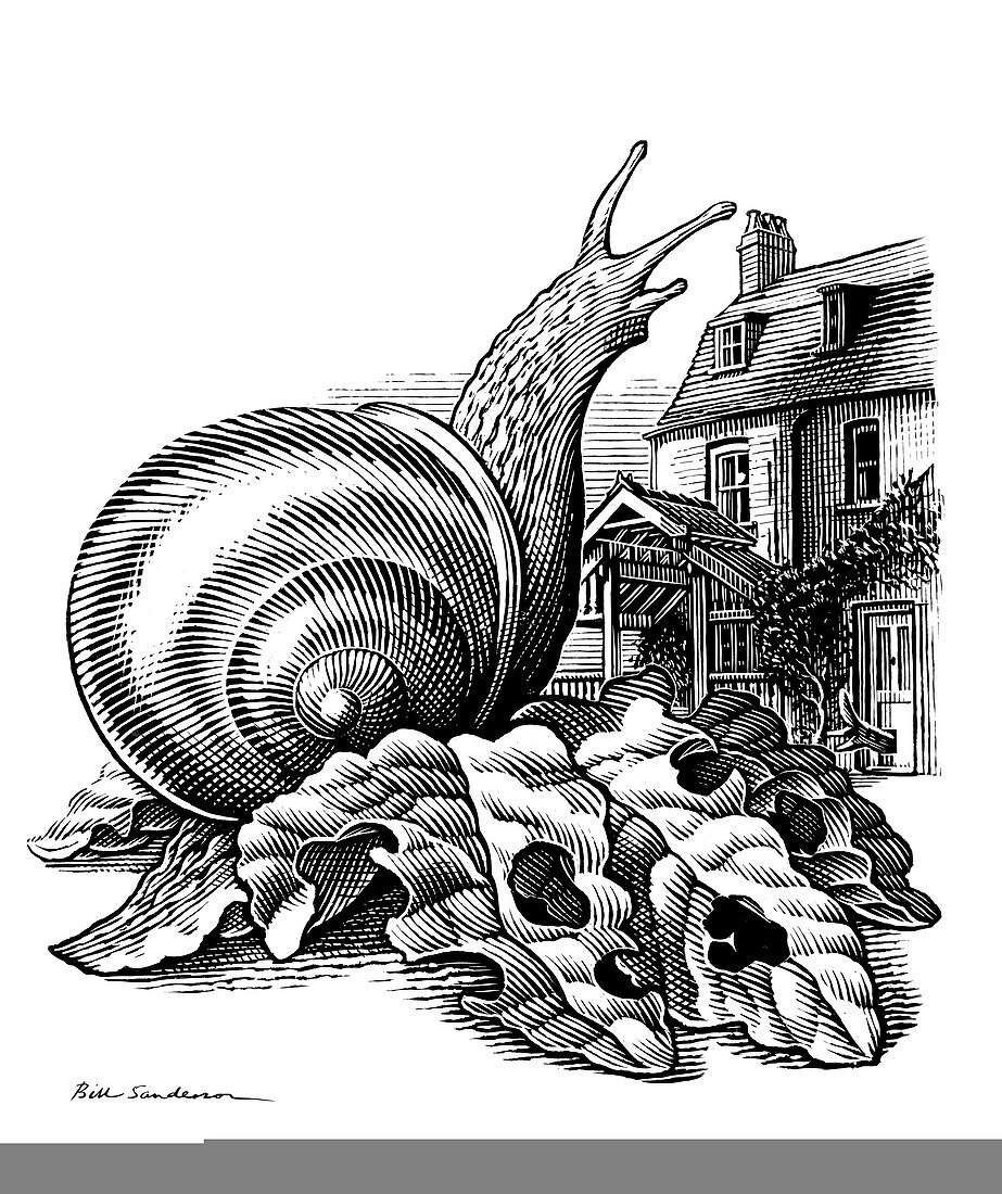 Snail infestation,artwork