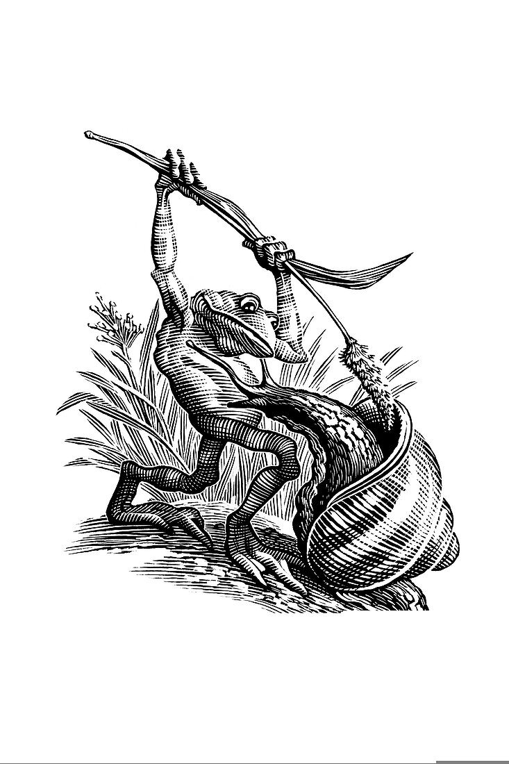 Frog and snail,satirical artwork