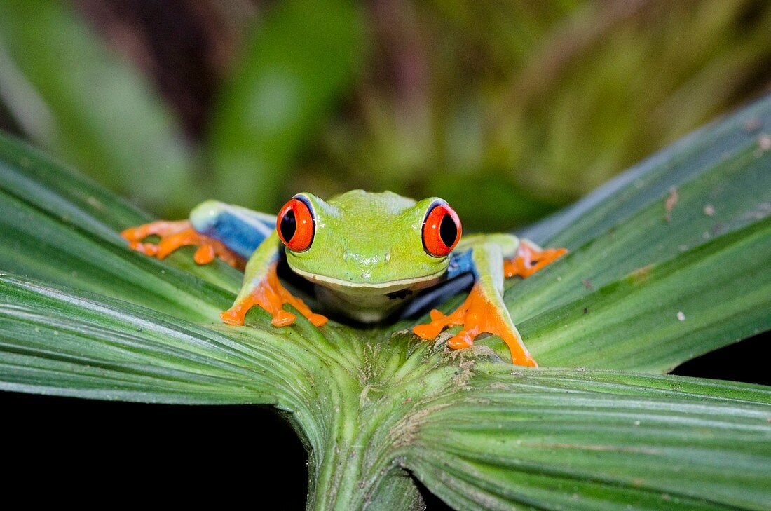 Red-eyed tree frog