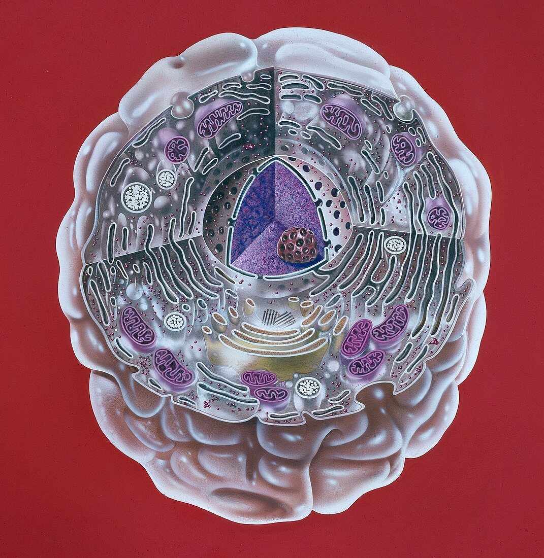 Human cell,artwork