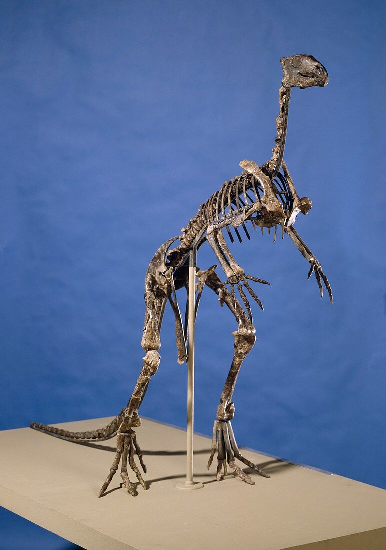 Hypsilophodon dinosaur skeleton