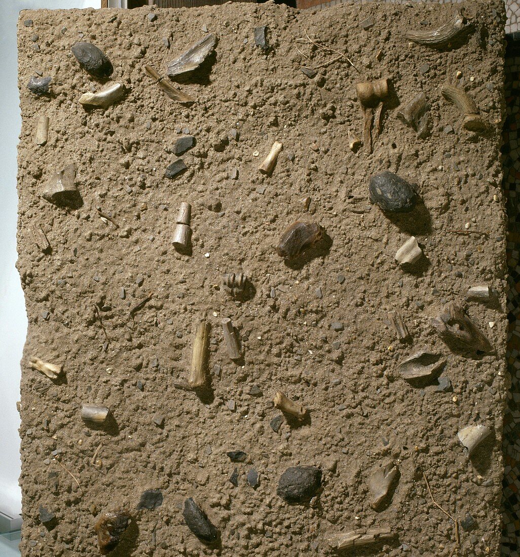 Homo habilis fossil bed